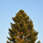 4. Szürke luc: Ez egy szép törpe tűlevelű fa, amely jól növekszik és sokáig el van cserépben. Szürkészöld lombozata tökéletes karácsonyfává teszi. Gyönyörű alakja és kompakt jellege miatt illik a nappaliba vagy az irodahelyiségek csinosítására egész évben.