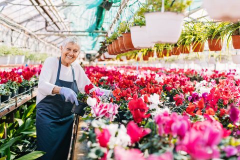 Idős hölgy ciklámeneket gondoz