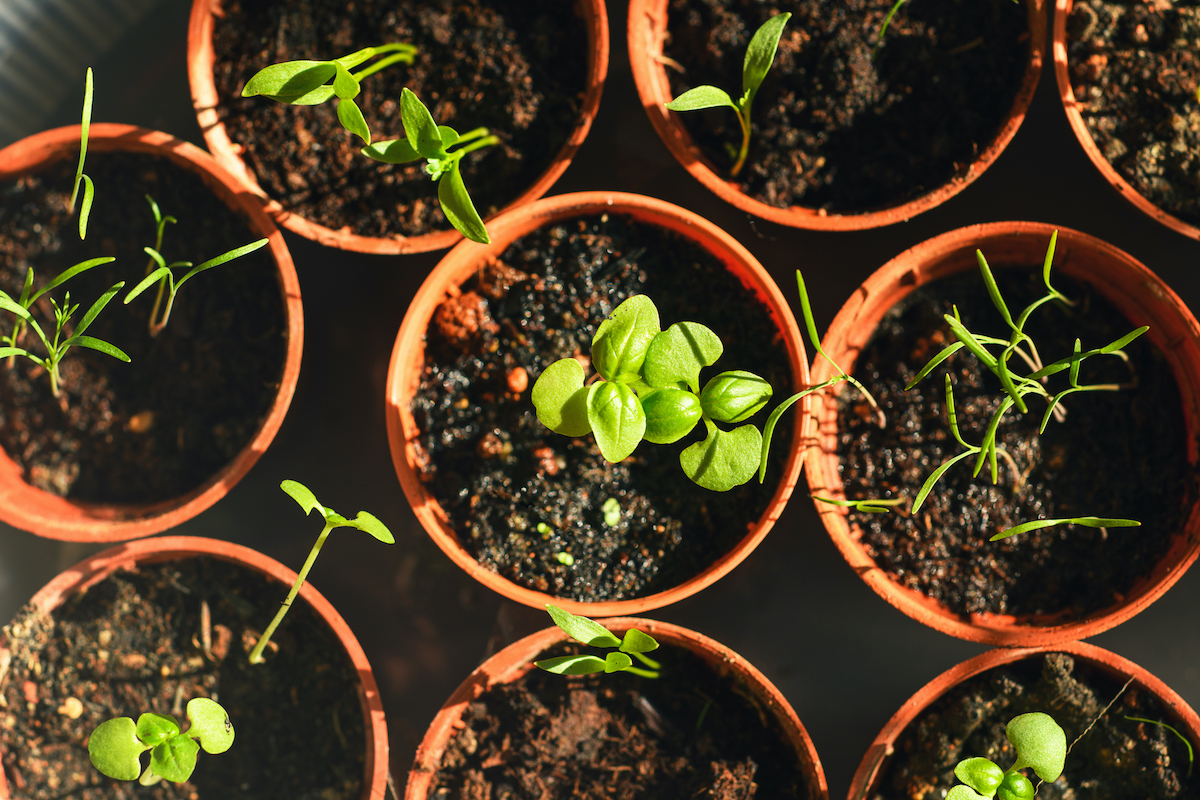 fűszernövények felülnézetből, cserépben