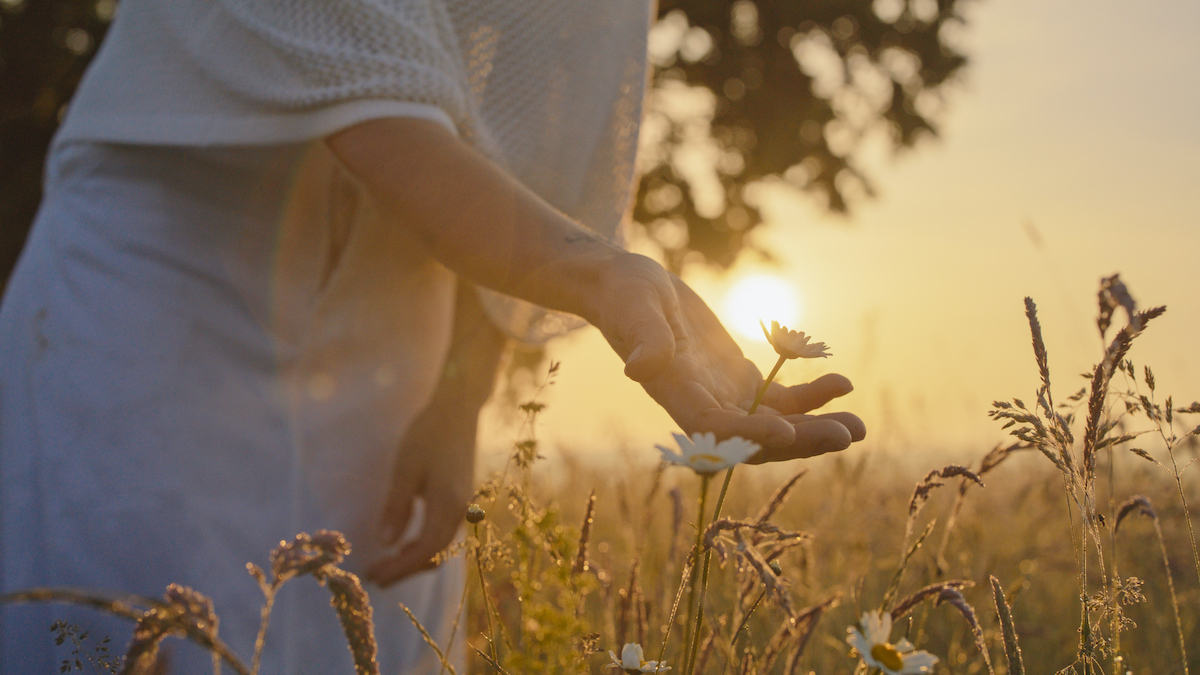 női kéz lemenő nap fényében a mezőn virágokat érint meg
