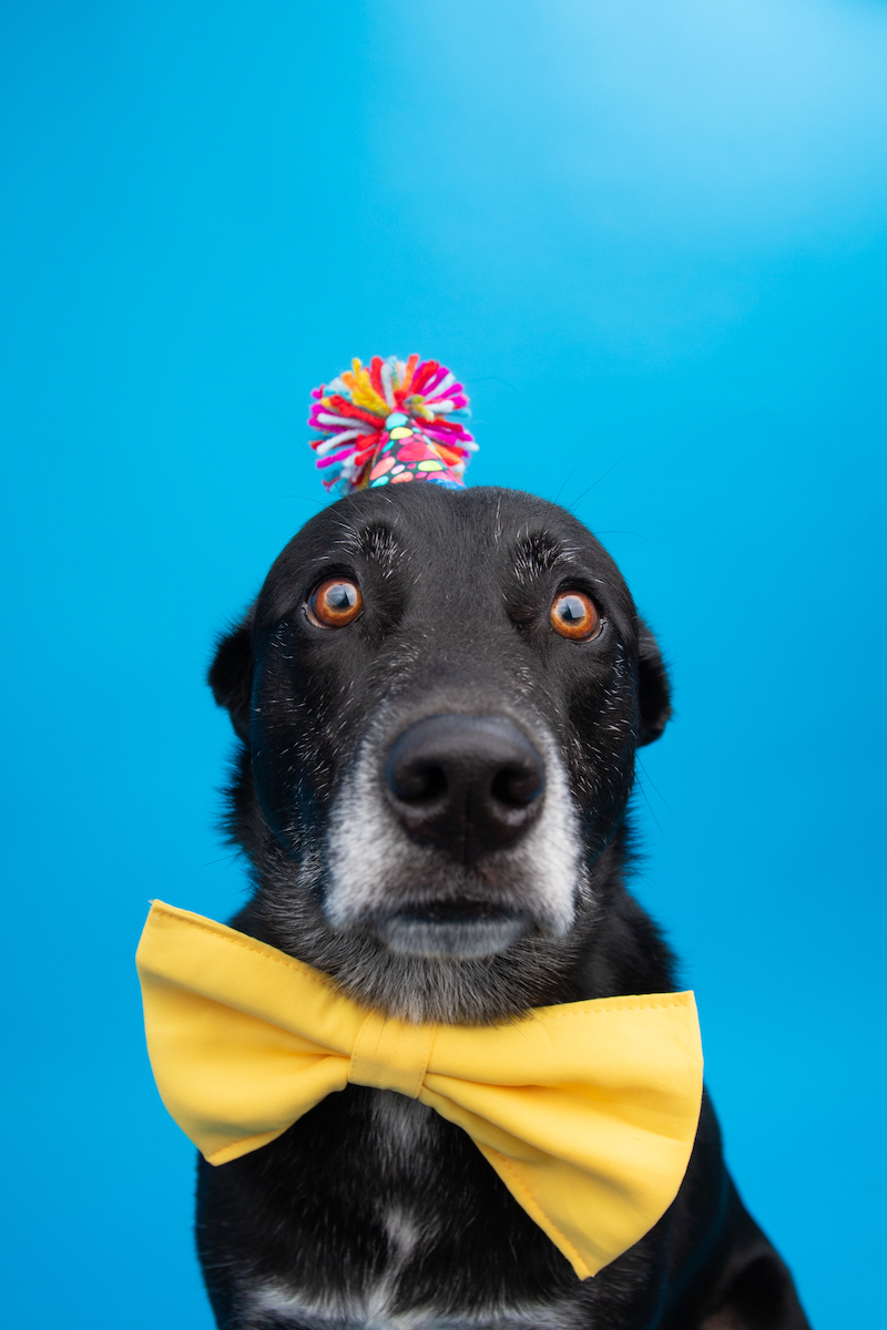 kék háttér előtt fekete kutya nyakkendőben, fejdísszel, ijedt tekintettek