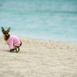 Kistestű kutya rózsaszín ruhában kakil a tengerparton