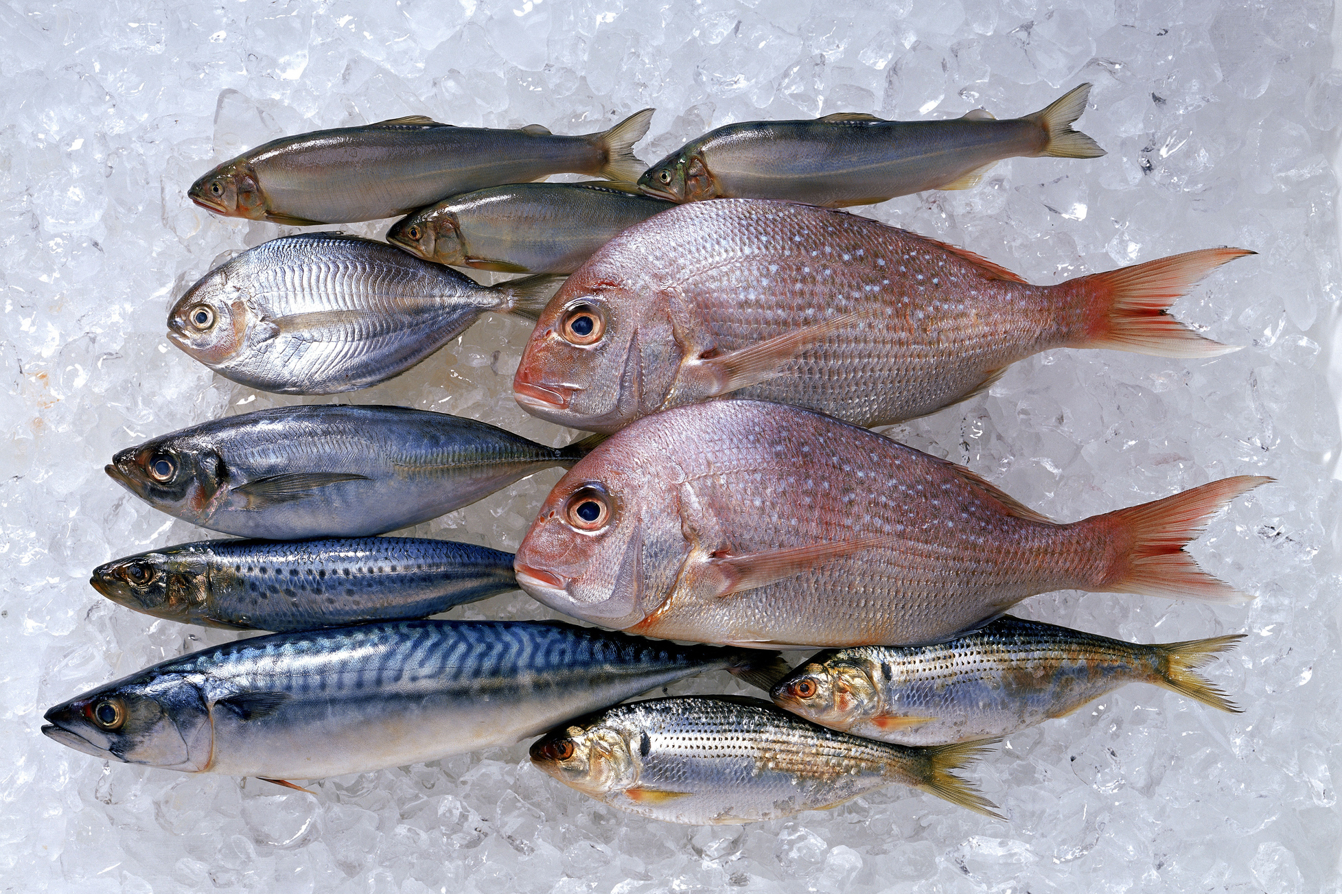 Friss halak jégágyon