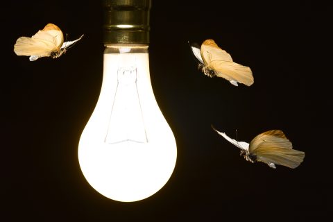 Molylepkék köröznek egy villanykörte körül