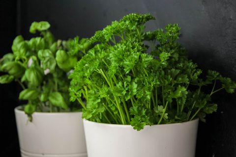 Bazsalikom és petrezselyem fehér cserépben