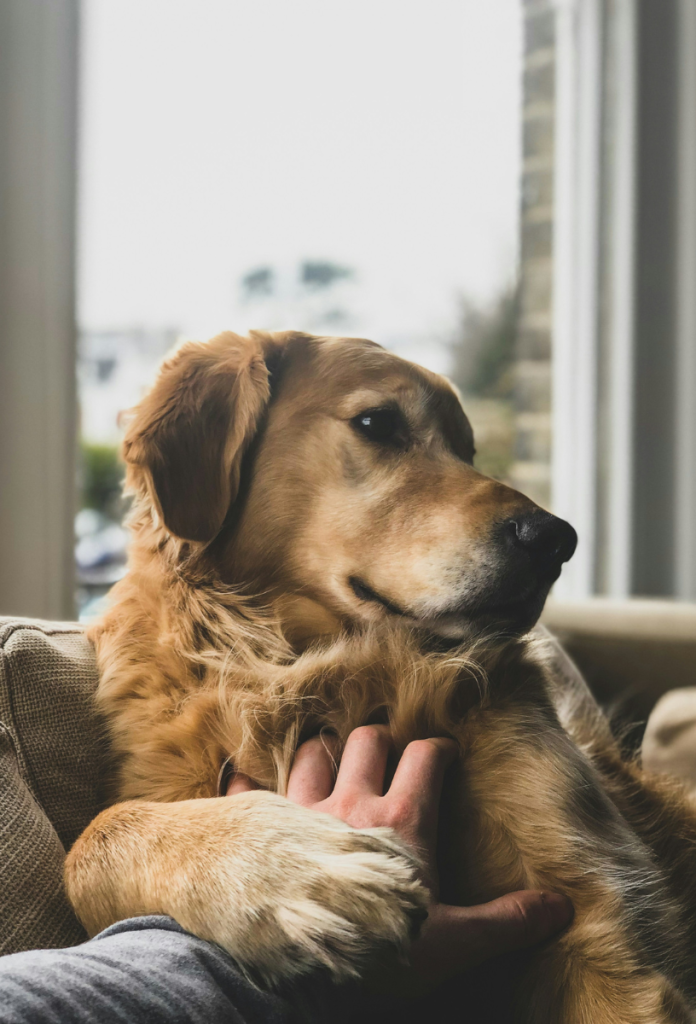golden-retriever-ember-genetikai-kapcsolat | Marie Claire Golden retriever kutya ráteszi a mancsát a mellkasát simogató kézre