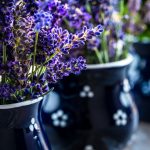 Levendula cserépben