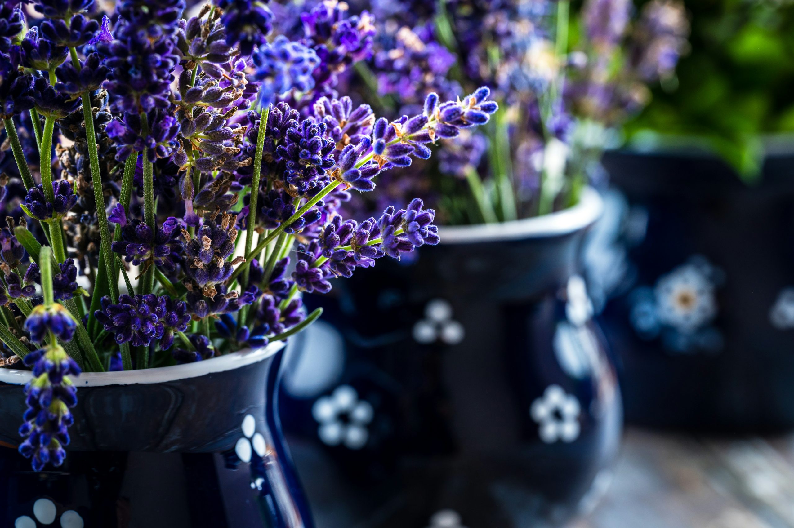 Levendula cserépben