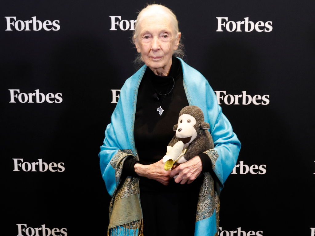 Dr. Jane Goodall 2025-szeptemberében a Forbes fenntarthatósági summitján