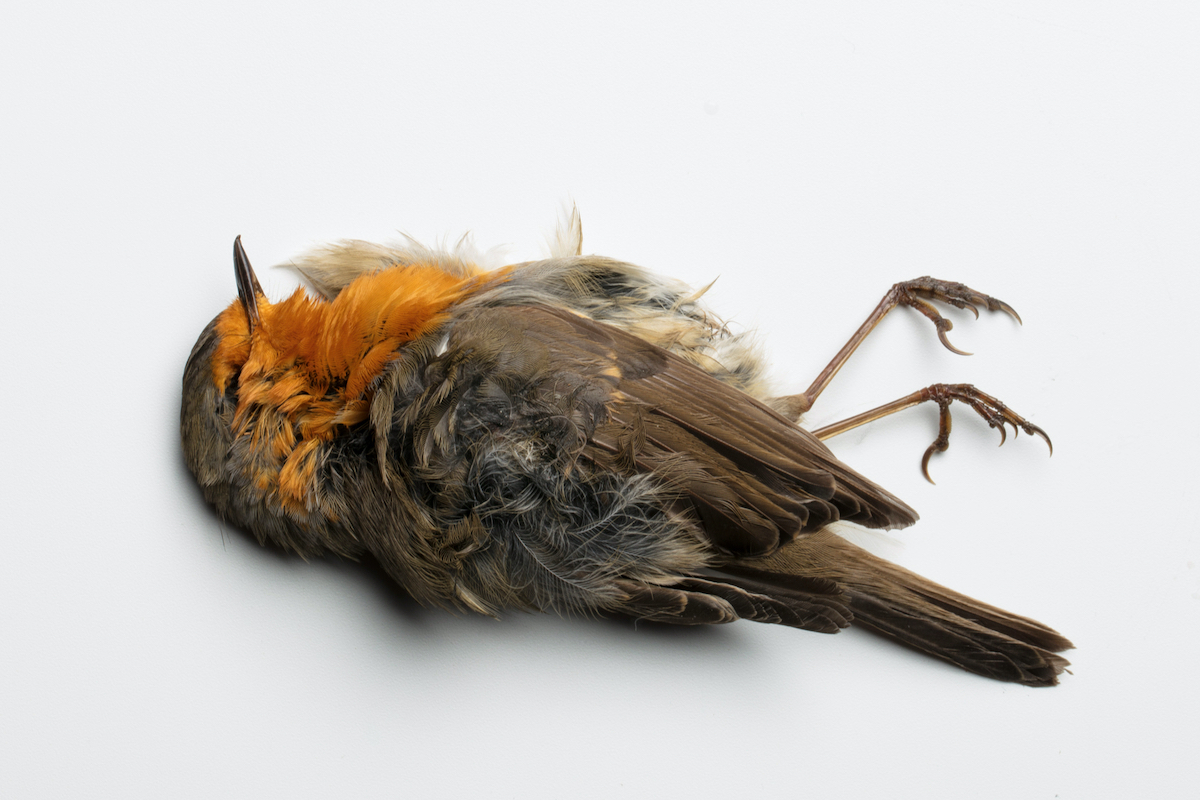 halott madár fehér háttér előtt