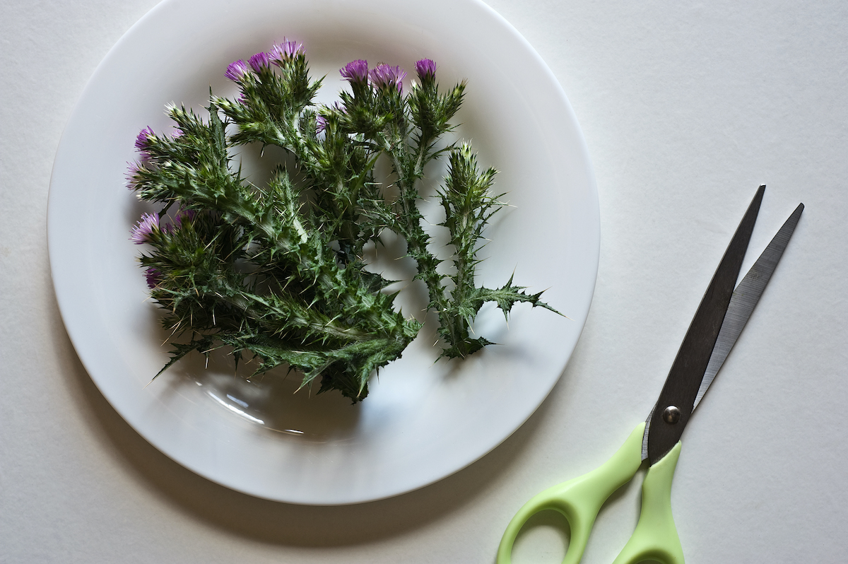 Máriatövis virágok egy fehér tálon, mellette zöld olló, felülnézetből