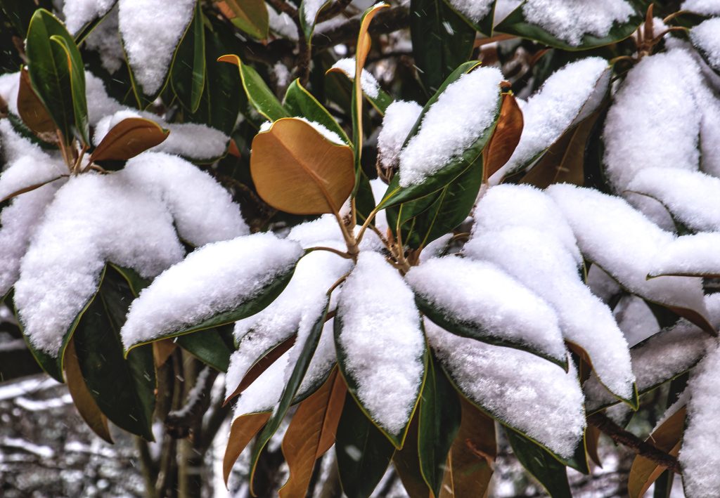 Hóval befedett növény