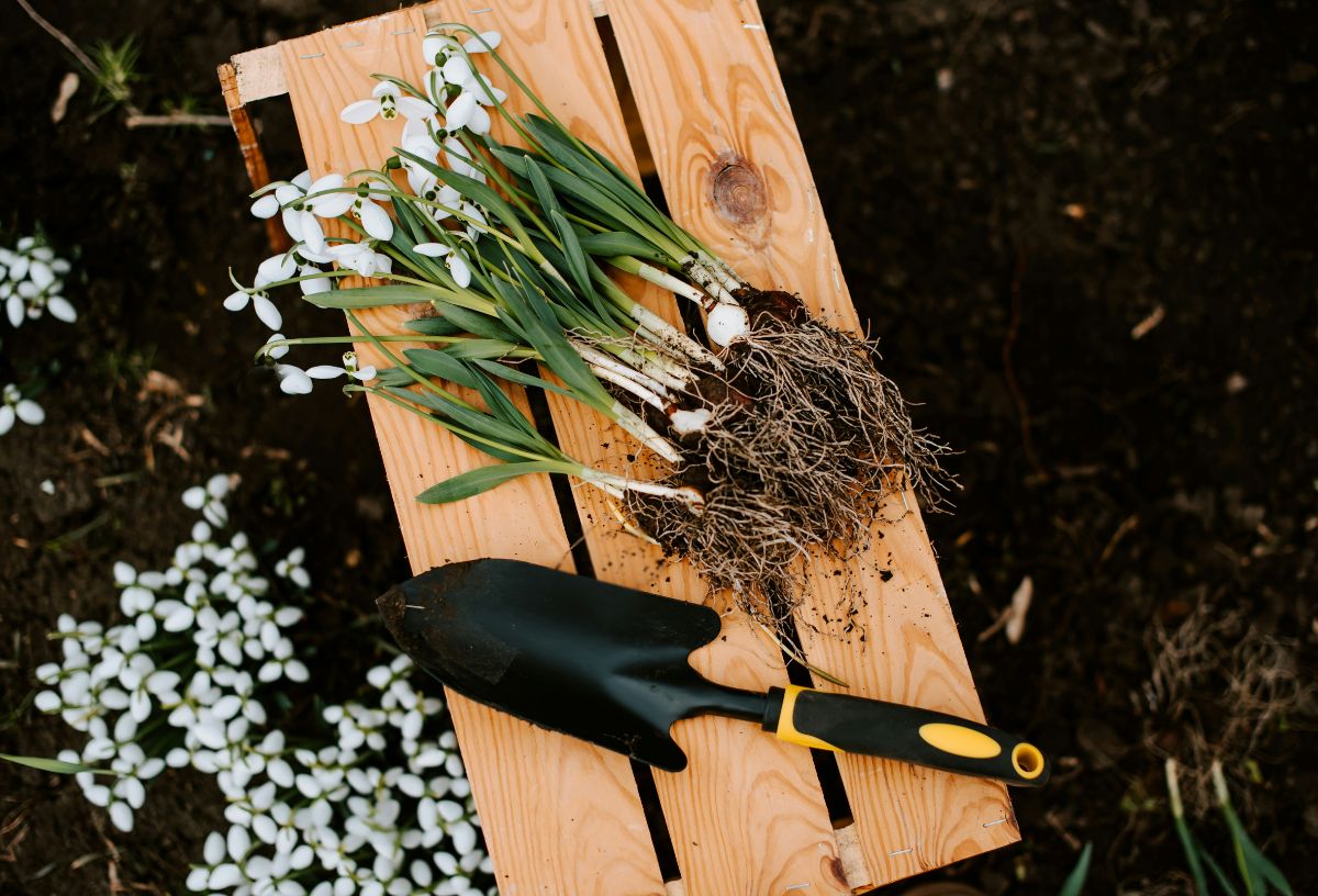 Februárban a kertben virágzó hóvirág szétültetése, ládán a virág, mellette ültető ásó, amivel a gyökeret szétválasztják