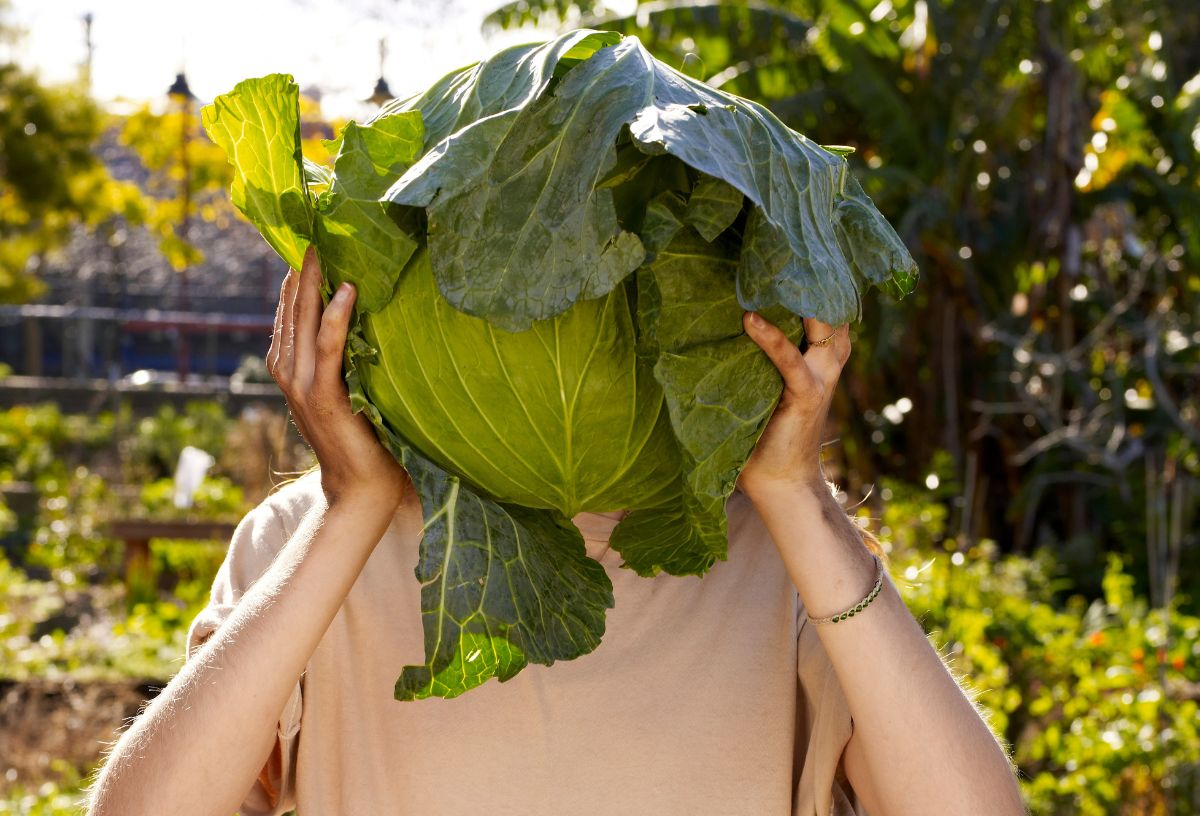 Nő hatalmas fejeskáposztát tart az arca elé kertben állva