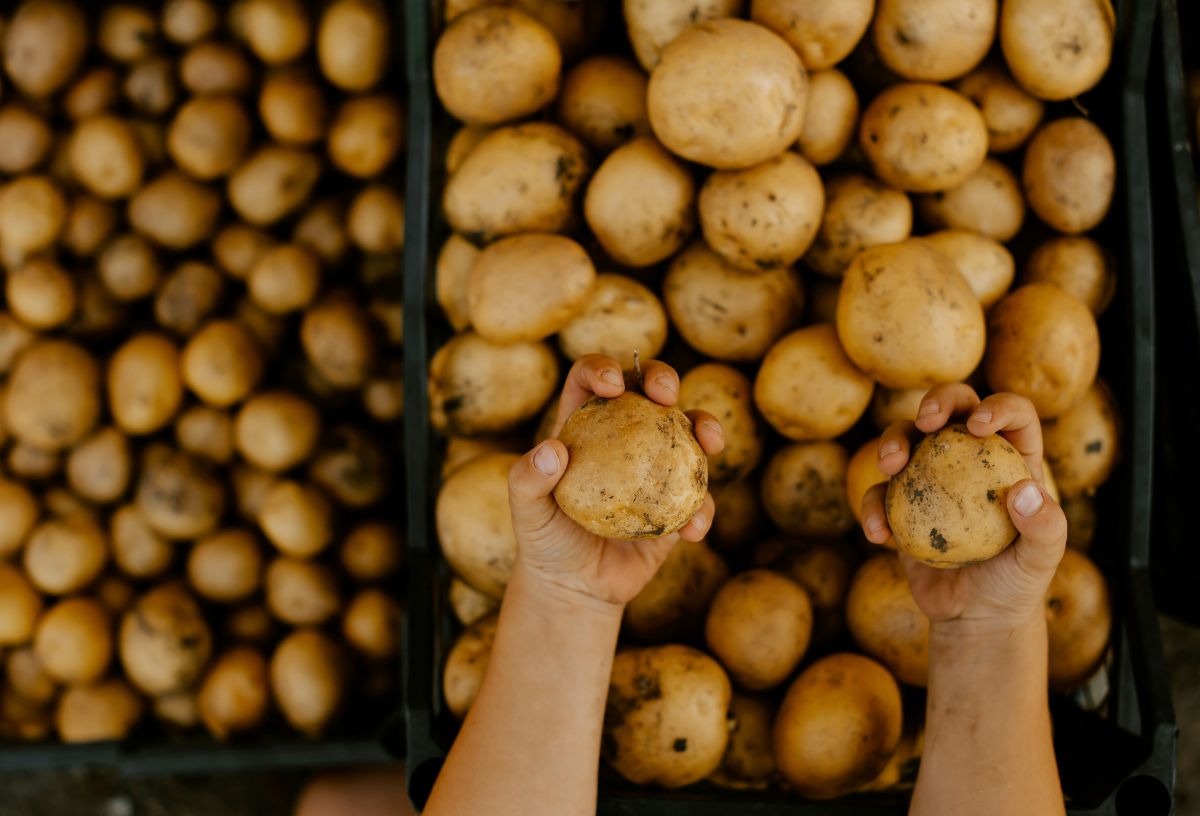 Rengeteg krumpli ládákban, nő két kezében felülnézetben mindkét kezében egy-egy burgonyát tart