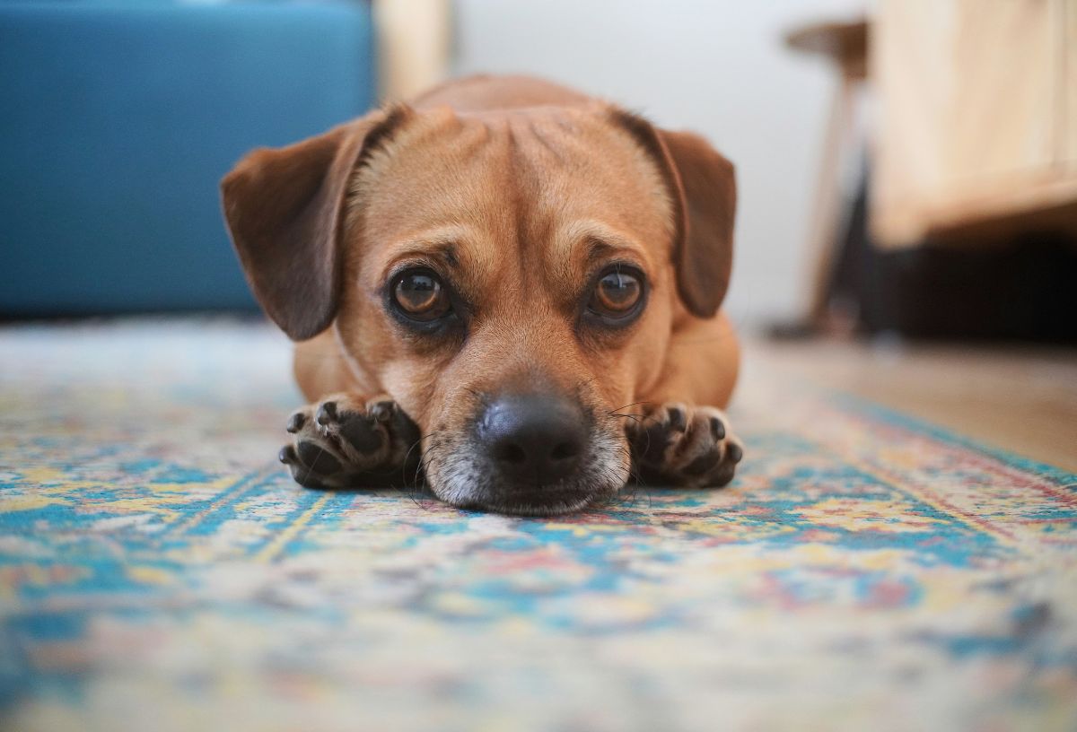 Barna, rövid szőrű kutya fekszik a földön, szemből fényképezve, mintás szőnyegen