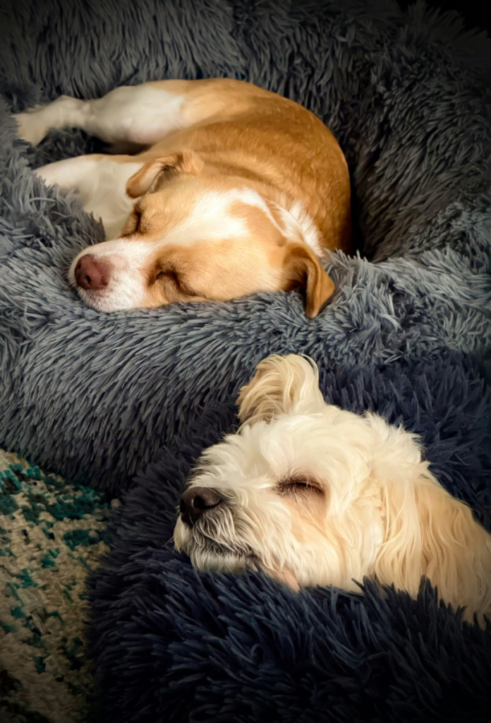 Két kistestű kutya alszik szőrös kutyaágyban