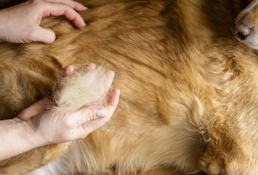 kutyaszor-novenygondozas | Marie Claire Golden retriever ktuya hátán fekszik közeli képen, a hasánál a gazdája keze, aki fésülés után szőrcsomót tart a kezében