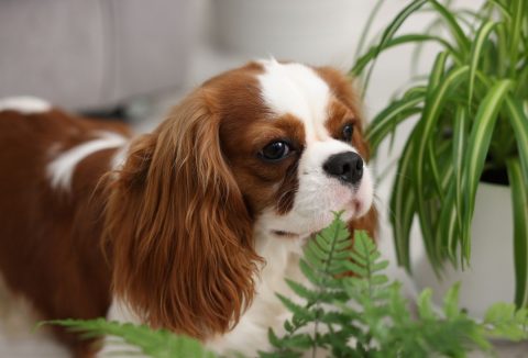 King Charles Cavalier kutya szobanövények között