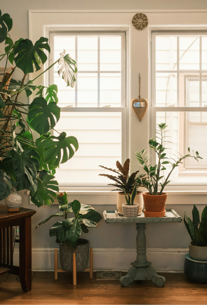 Világos szoba téli fényben, szobanövények asztalokon és földön kaspókban