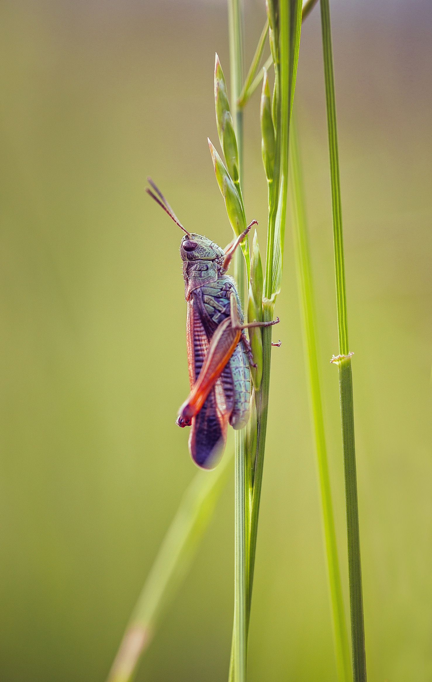 mit-jelent-spiritualisan-ha-tucsok-ciripel-korulotted | Marie Claire Egy vöröses színű tücsök egy zöld növényen