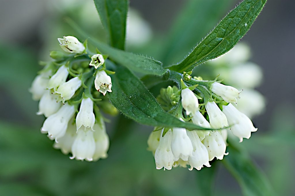 fekete-nadalyto-krem-gyogyhatasai-erre-is-jo-lehet | Marie Claire Fekete nadálytő fehér virága