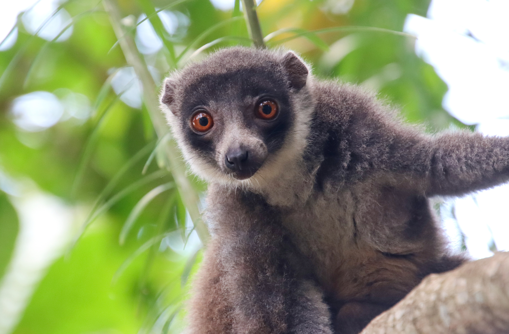 Mongúz a Comore-szigeteken