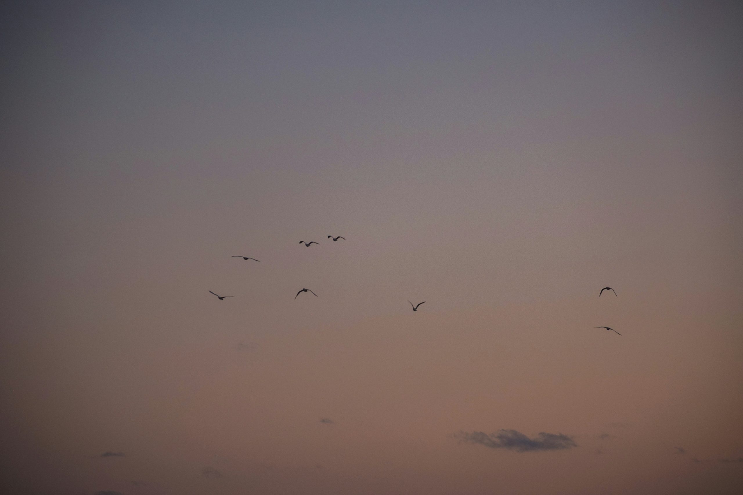 kékes lilás égen madarak szállnak