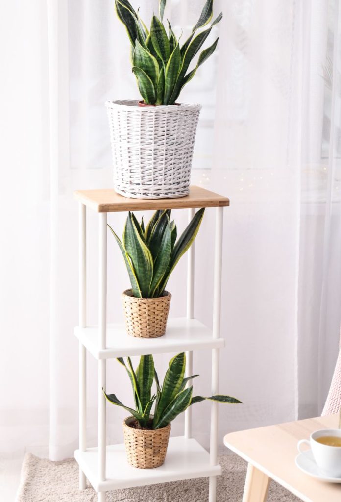 Három emeletes virágtartó polcon három cserép anyósnyelv