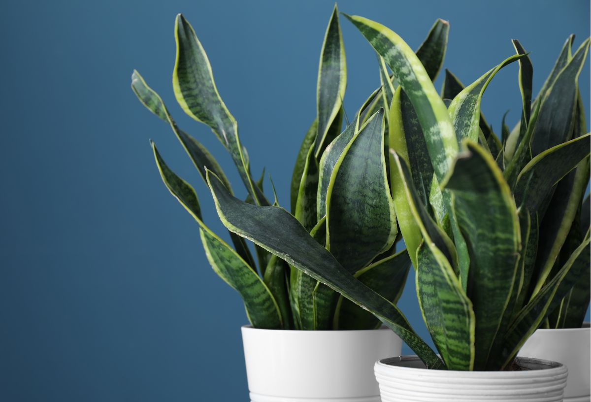 Kék háttér előtt fehér cserepekben anyósnyelv szobanövények