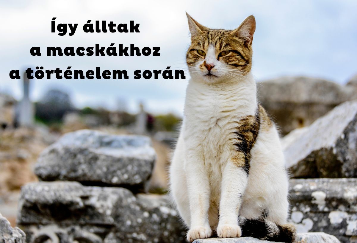 Házi macska ül történelmi romokon
