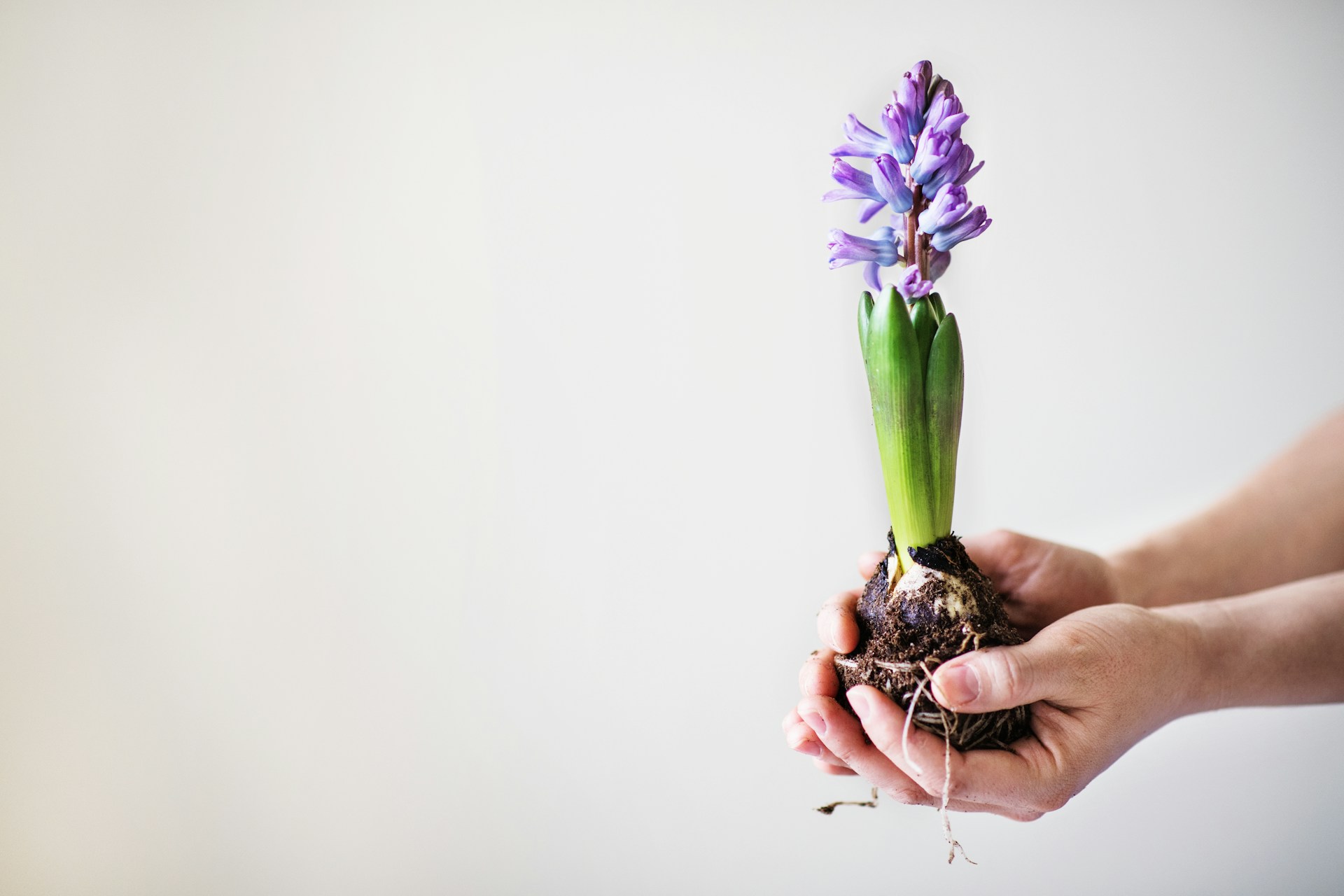 Egy jácint virág a hagymájával egy kézben