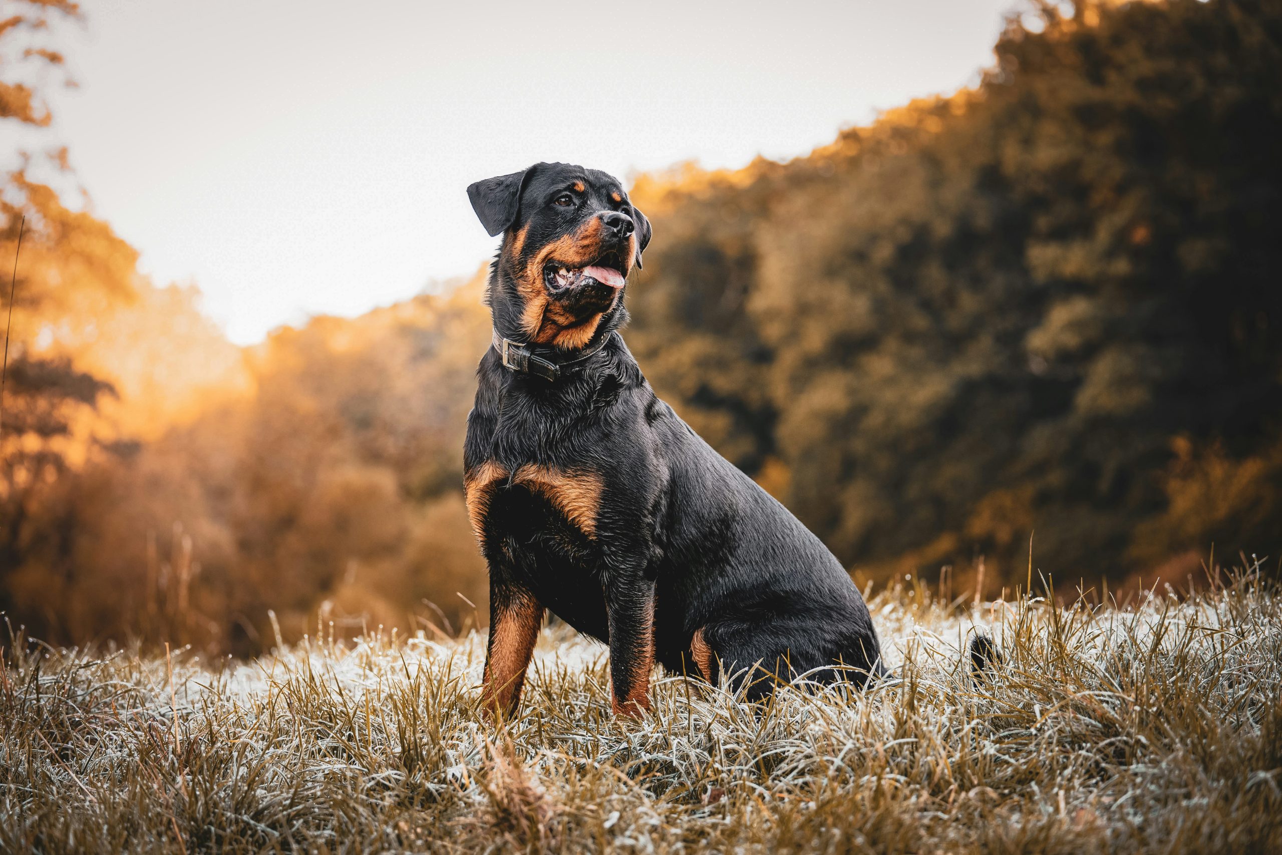 Rottweiler kutya a mezőn