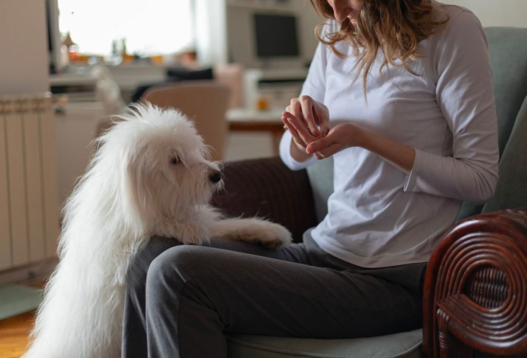 madagaszkari-pamutkutya-coton-de-tulear | Marie Claire Madagaszkári pamutkutya - coton de Tulear - gazdája lábára ágaskodik jutalomfalatért