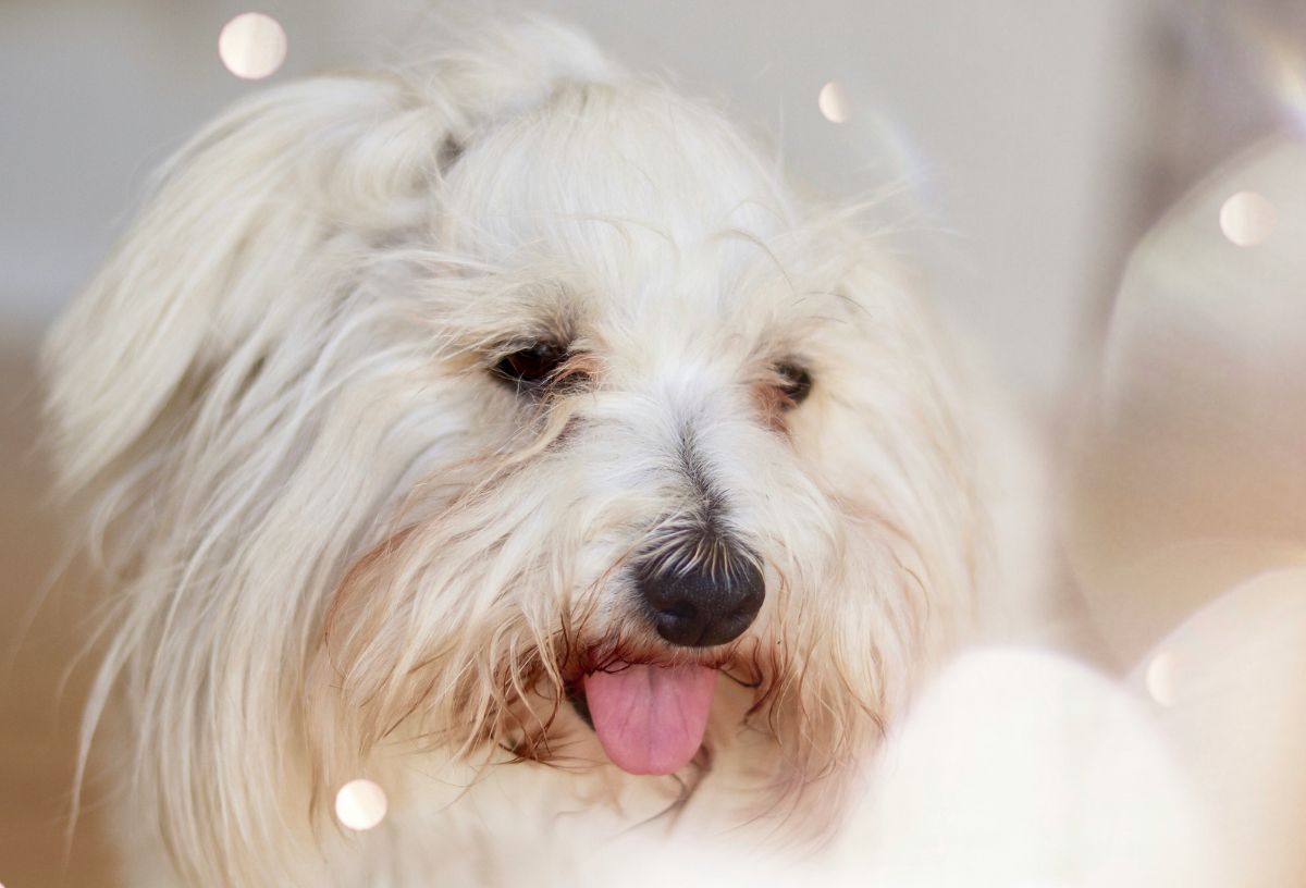 Madagaszkári pamutkutya kilógó nyelvvel közeli képen