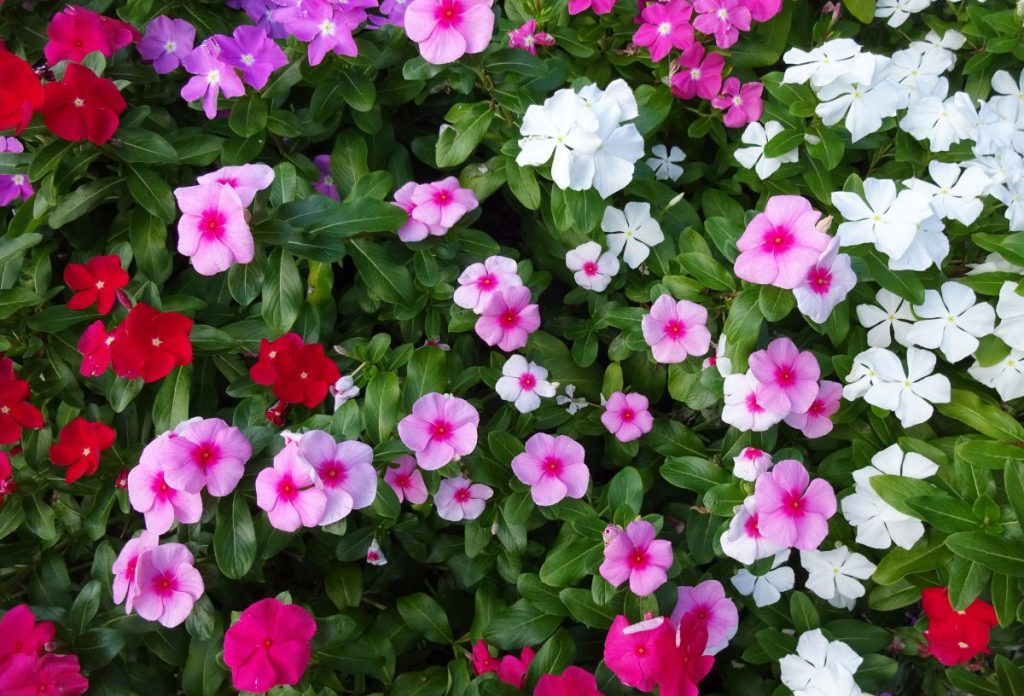 Piros, rózsaszín, fehér nebáncsvirág együtt ültetve kertben nagy bokorban