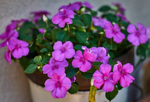 Lila színű nebáncsvirág fehér cserépben