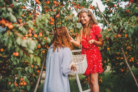 Sárgabarackot szed két nő a fáról