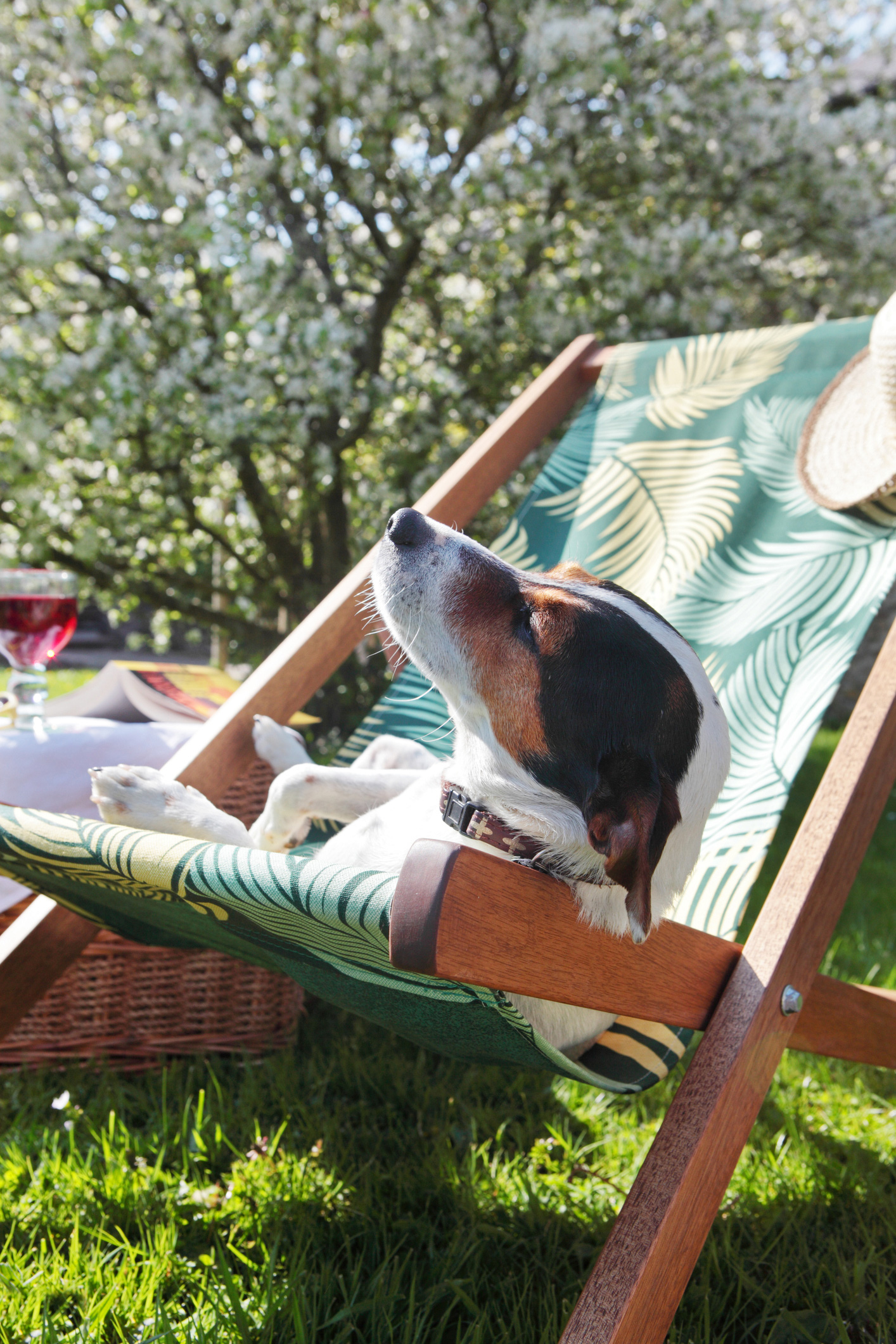 Egy kutya napozik egy napozóágyon