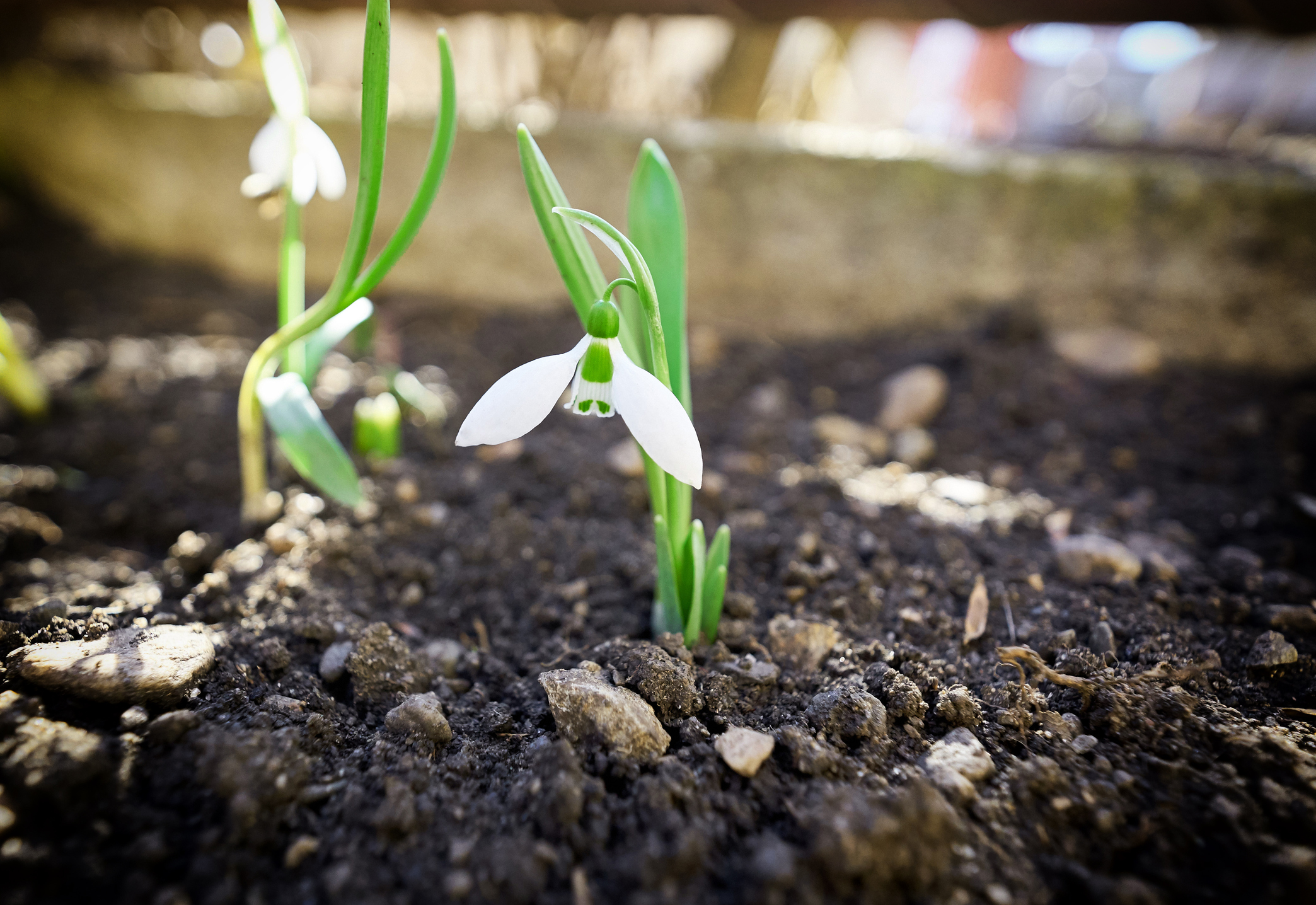 Első hóvirágok a tavasz kezdetén