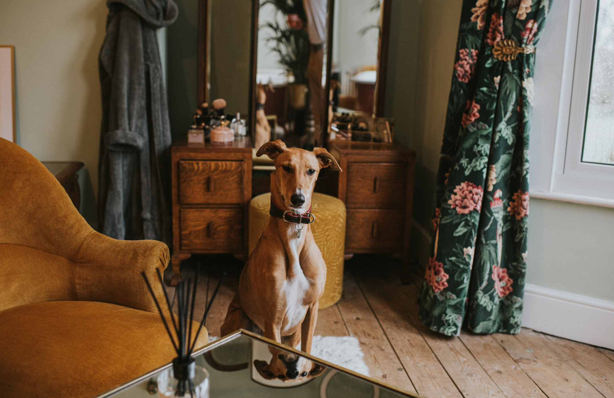 barna kutya, a háttérben fésülködő asztal és mintás bársonyfüggöny