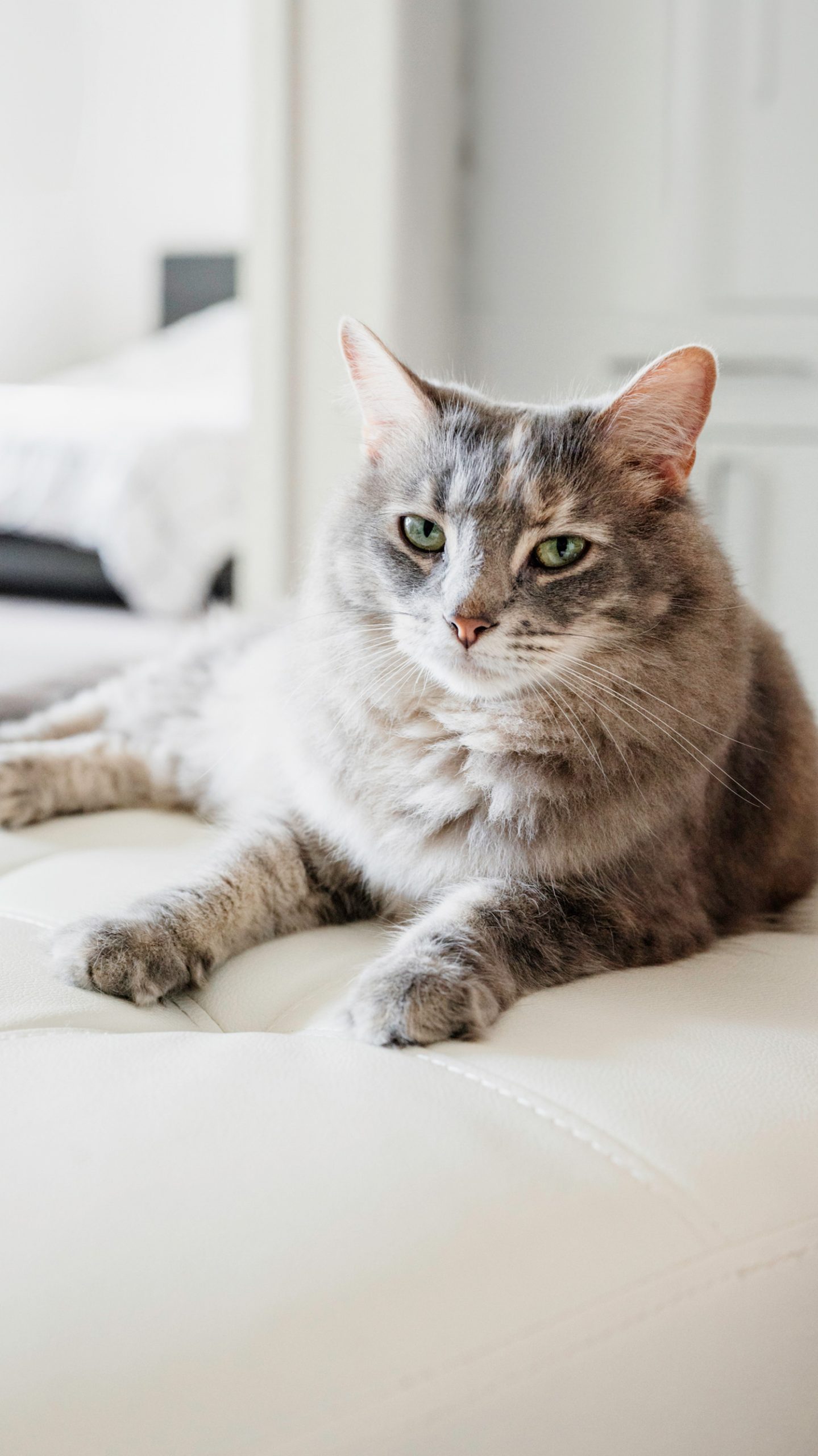 Egy macska fekszik és álmosan néz a kanapén