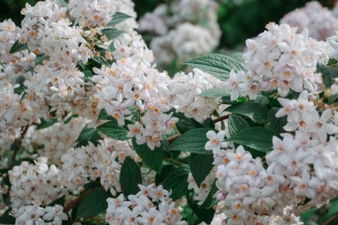 Fehér gyöngyvirágcserje virágzata