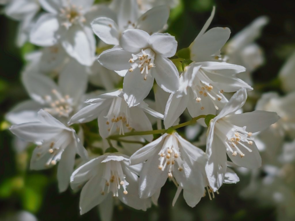 Fehér gyöngyvirágcserje virágzata