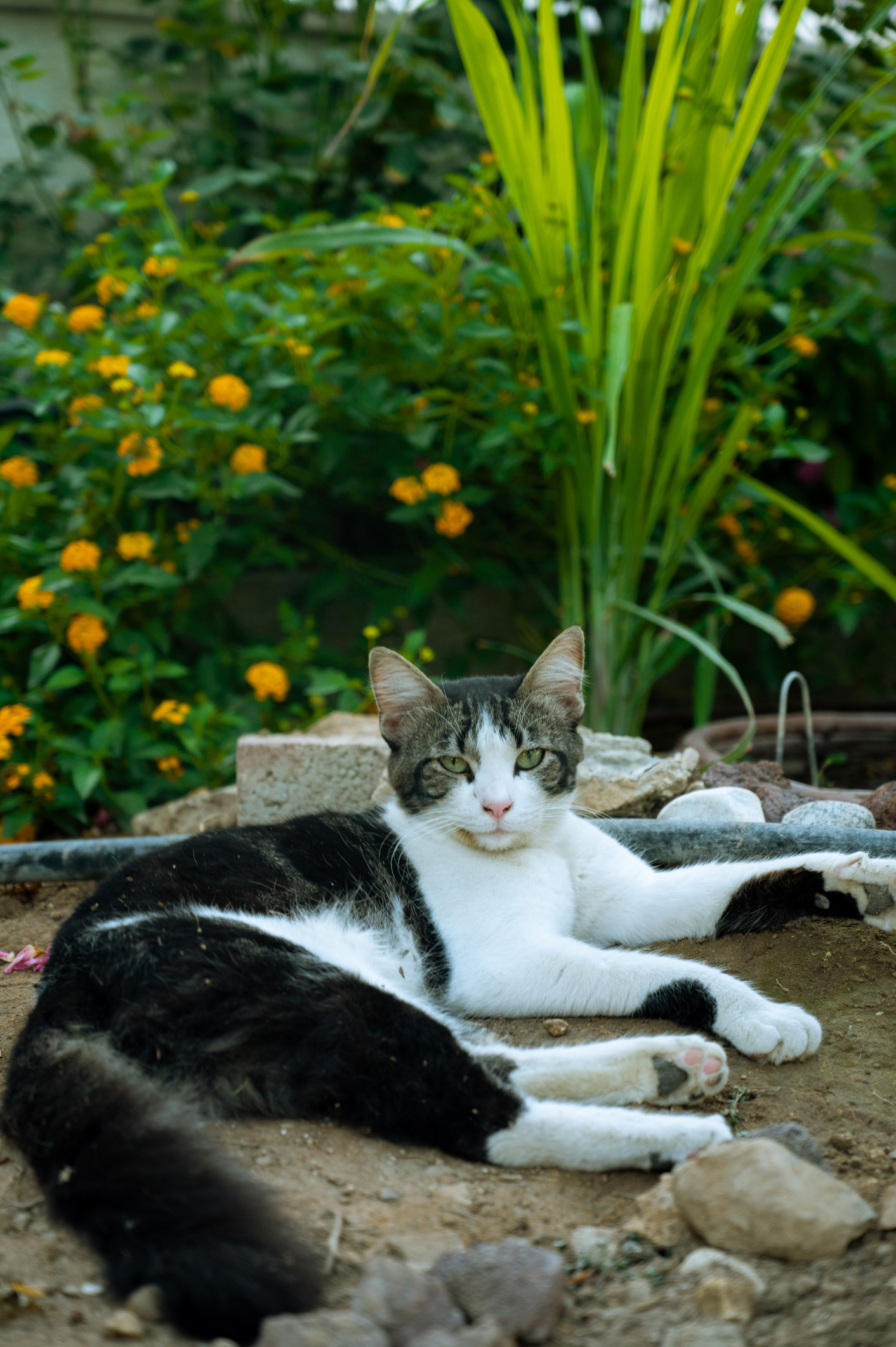 noveny-kobor-macska-kert | Marie Claire Egy házi macska fekszik a zöldellő kertben