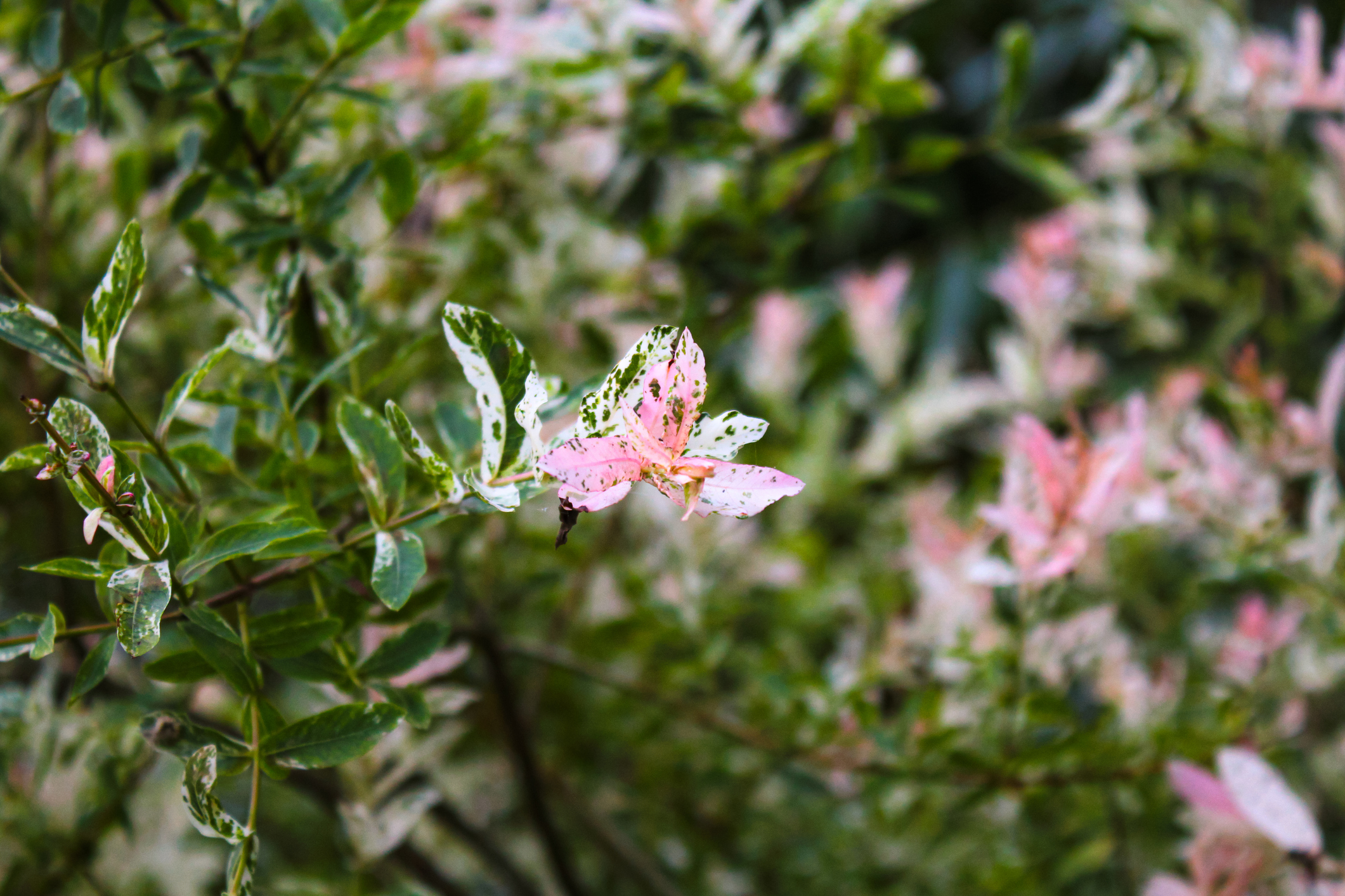 Tarkalevelű japán fűz