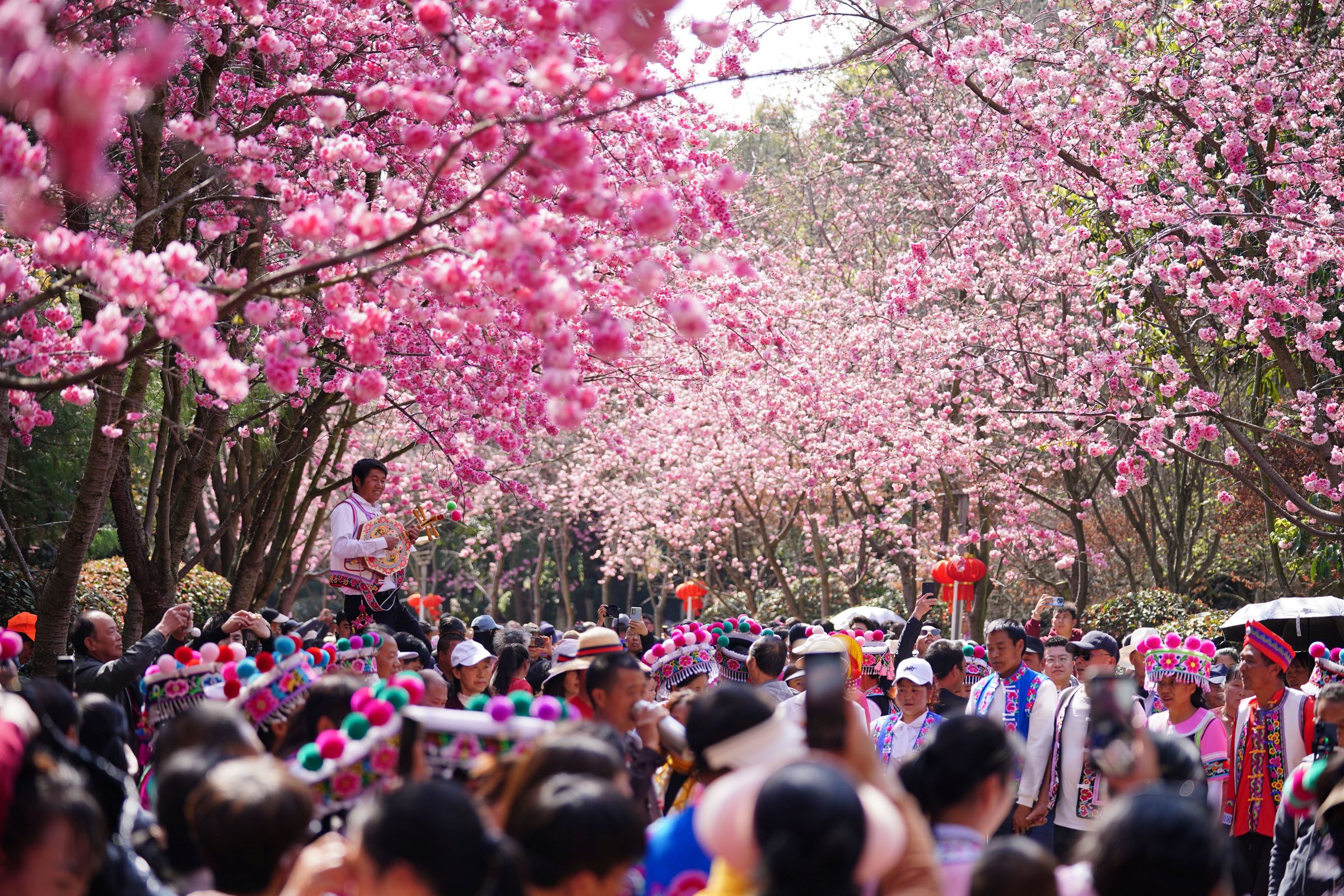 Cseresznyefa virágzás