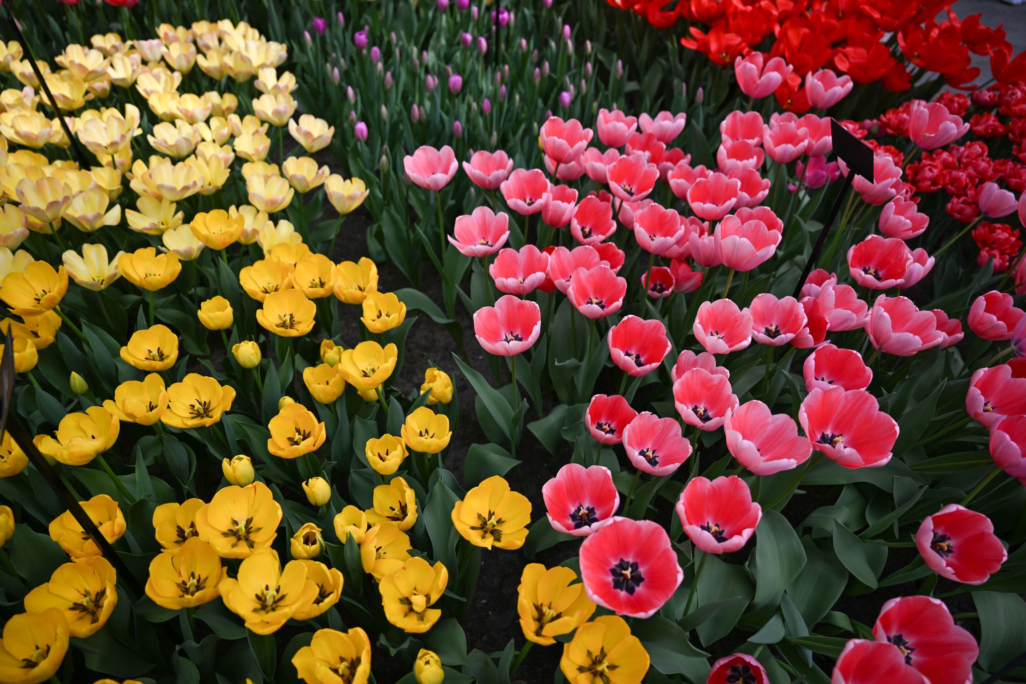 tulipanszuret-2026-helyszinek | Marie Claire tulipánmező