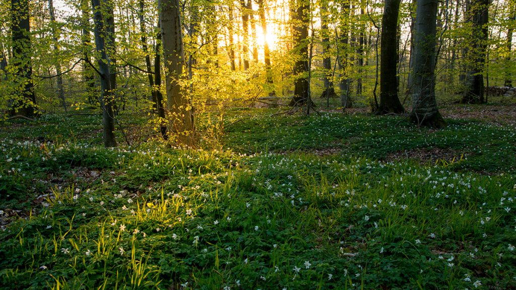 Napsütéses erdő, mező, gazdag zöld természet