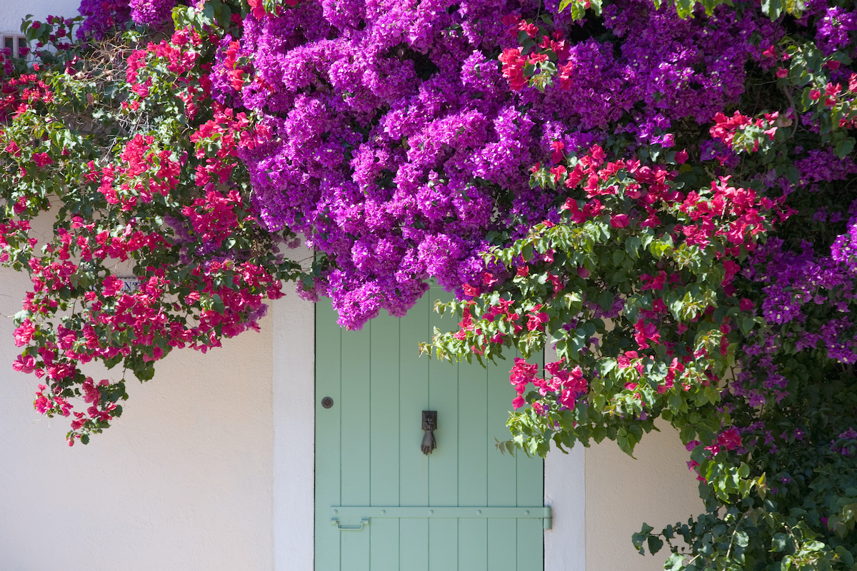 zöld ajtó előtt rózsaszín virágú futónövények